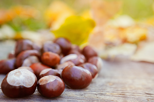 Couple of fallen chestnuts on wooden background