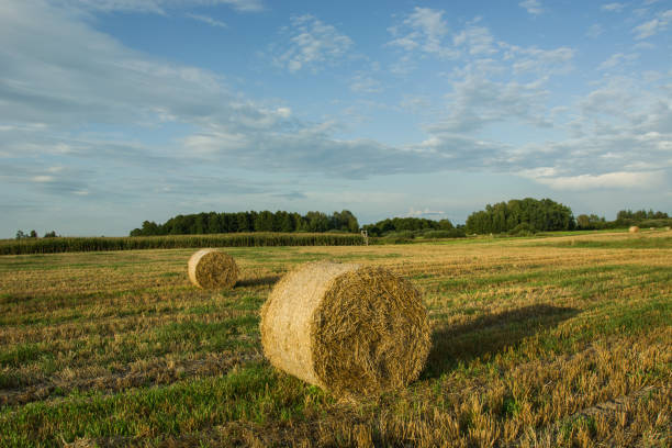 istock Coils of hay on the stubble 1030283828