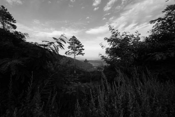 view of Tuscany from Mt Serra: vegetation and pine trees