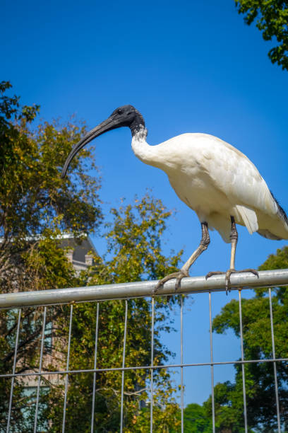 istock Black and white ibis in Sydney, Australia 1030285582
