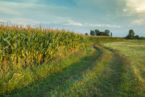 istock Road and field of corn 1030285586