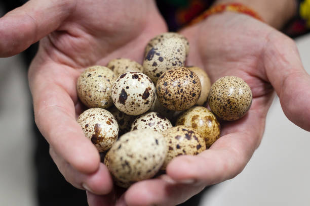 istock Quail eggs on a white male hands. 1030288318