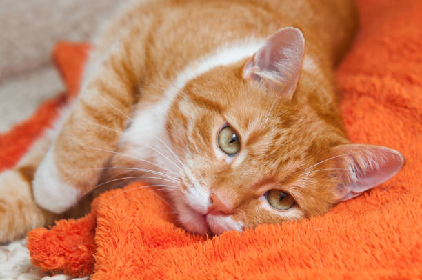 red cat fell ill stock photo