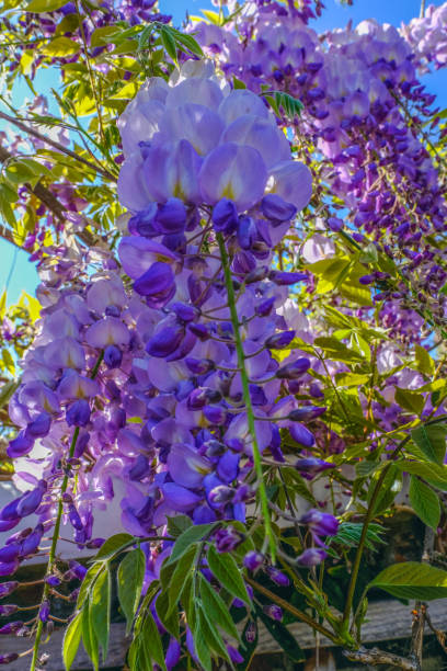 istock Wisteria in full bloom. 1030289096