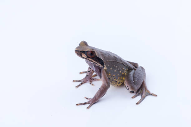 istock Megophrys parva (Lesser Stream Horned Frog) : frog on white background. Amphibian of Thailand 1030291380