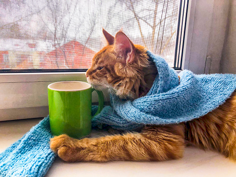 Ginger cat in blue scarf with green mug on the window