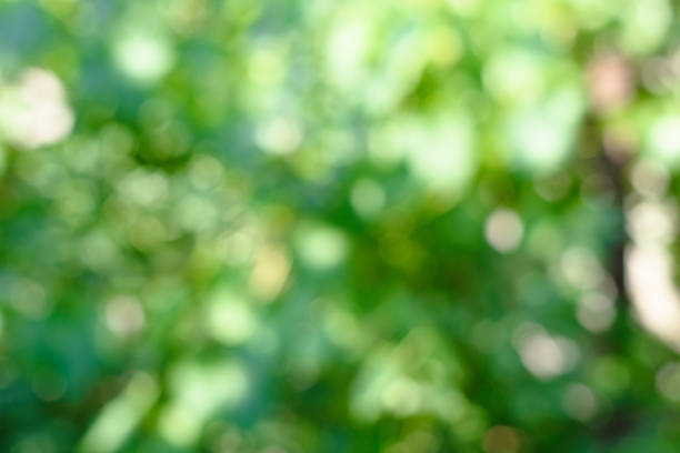 istock Green summer background, natural bokeh defocused garden background 1030295328