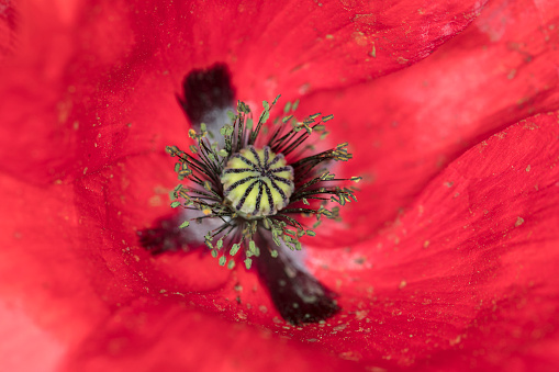 field poppies, beautiful flowers, closeup