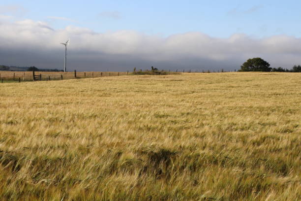 istock Harvest field with wind turbine 1030299810