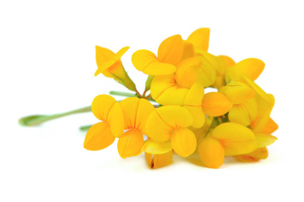 Yellow lotus corniculatus flowers isolated on white background