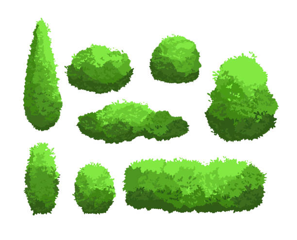 ilustraciones, imágenes clip art, dibujos animados e iconos de stock de conjunto de ilustración vectorial de jardín verdes arbustos y árboles decorativos. colección de arbusto y bush en estilo de dibujos animados aislado sobre fondo blanco. - arbusto