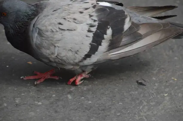 Wounded pigeon with a broken leg trying to survive to the city wildlife of Paris (France, rue de Tolbiac)