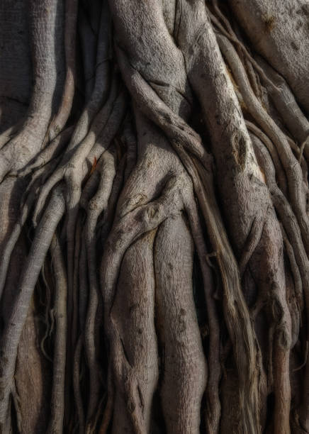 Intertwining the roots of a tree in a dark forest. stock photo