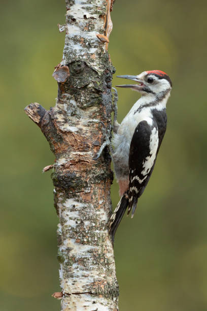istock Great Spotted Woodpecker on a tree. Dendrocopos major 1030310346