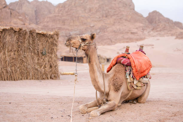 istock Muzzle camel in Sharm el Sheikh, Egypt. Animal in desert. 1030311316