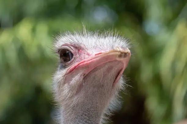 Beautiful portrait of big African ostrich . Close up, macro ostrich's head