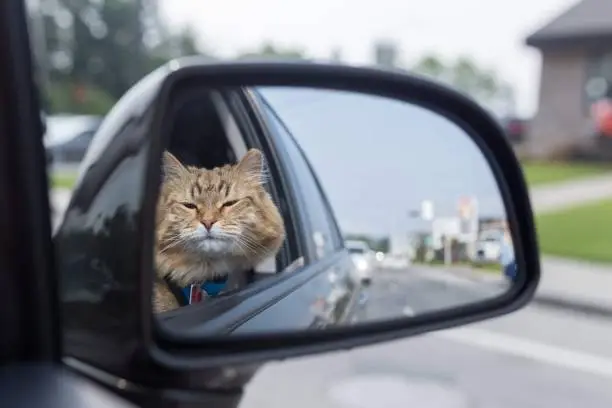 Photo of Vire of domestic cat from rearview mirror