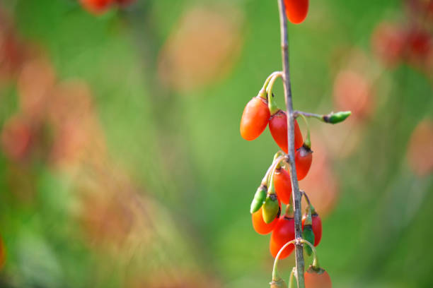 ягода годзи - плод ягоды стоковые фото и изображения