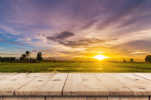 istock Rice field sunset and Empty wood table for product display and montage. 1030314328