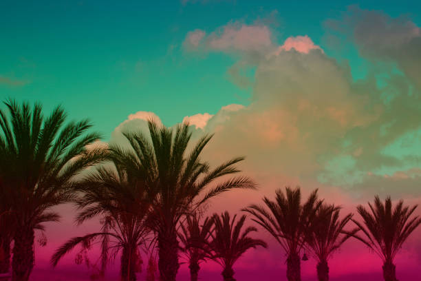 istock Silhouette sunset behind a coconut tree and a light. shadow of tree on sunset. Color effect vintage 1030315138