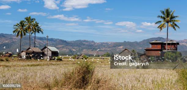 Village On Rice Paddy Near Inle Lake In Myanmar Stock Photo - Download Image Now - Inle Lake, Landscape - Scenery, Myanmar