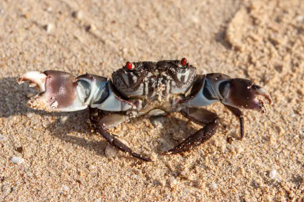 Photo of Crab with opened claws looking into camera on sandy beach.