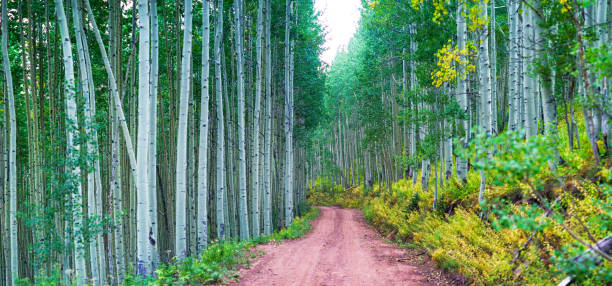 Dirt Road and Aspen Trees in Fall - Scenic path through forest.