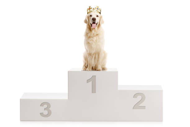 Golden retriever dog on a winner's stand isolated on white background