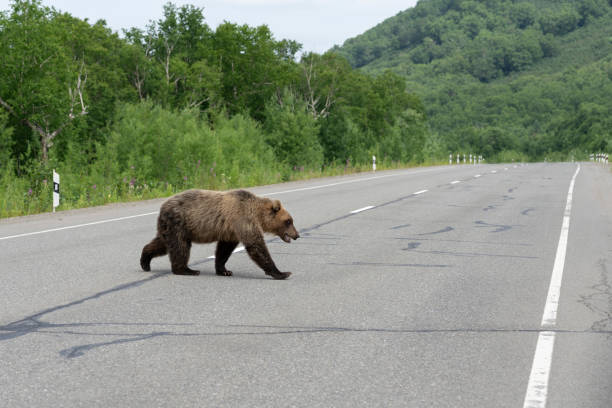 istock Kamchatka brown bear walks along highway 1030319108