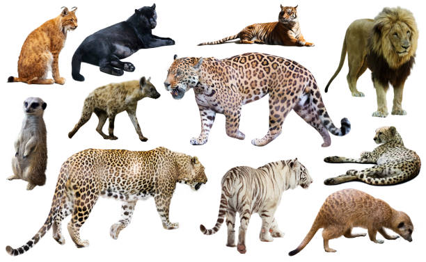 istock Set of wild mammals isolated over white 1030321068