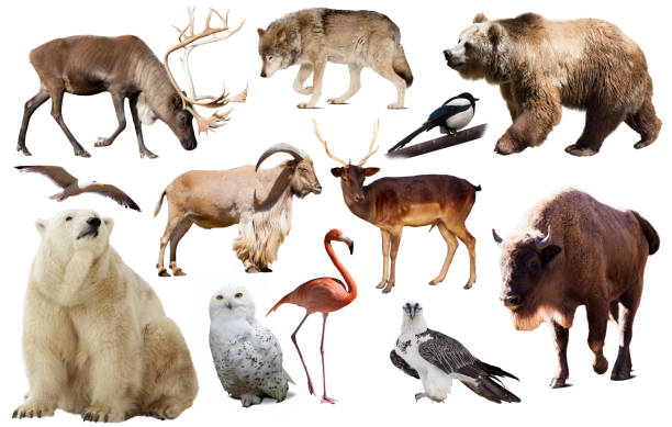 istock europe animals isolated 1030322470