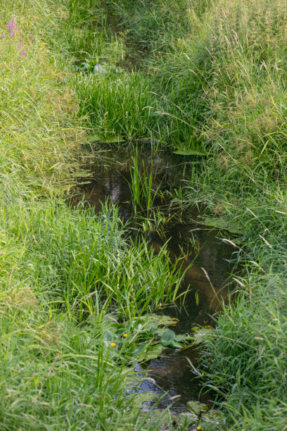 istock river covered with green plants, close up 1030322482