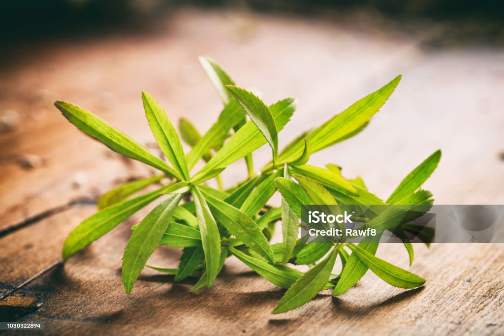 Fresh tarragon on wooden background Fresh tarragon twig on a wooden background Artemisia Stock Photo