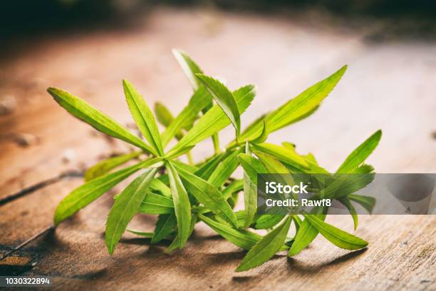 Fresh Tarragon On Wooden Background Stock Photo - Download Image Now - Artemisia, Bunch, Close To