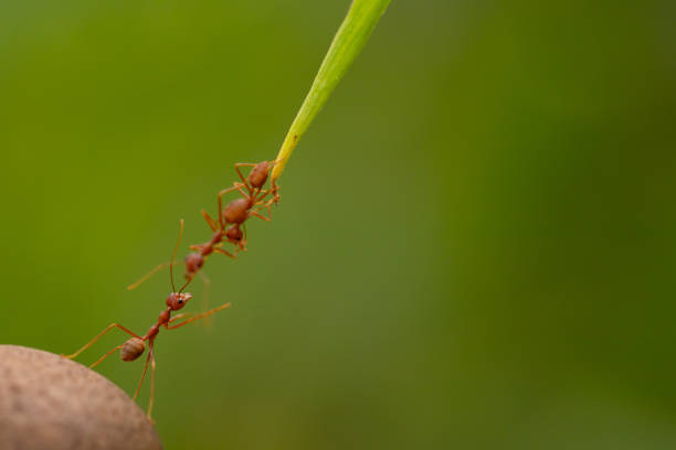 istock Ant action standing.Ant bridge unity team,Concept team work together 1030324060