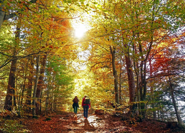 partez en randonnée dans la forêt d’automne - hiking photos et images de collection