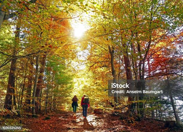 Hike In The Autumn Forest Stock Photo - Download Image Now - Autumn, Hiking, Walking