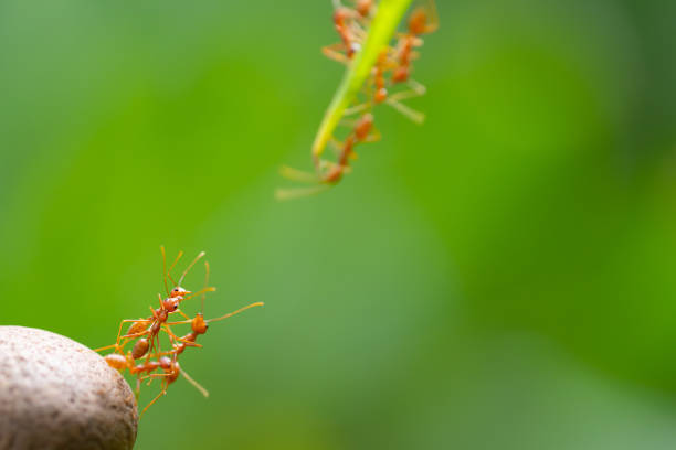 istock Ant action standing.Ant bridge unity team,Concept team work together 1030326362