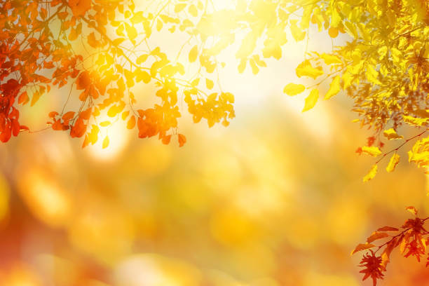 istock brilliant background with autumn leaves 1030328866