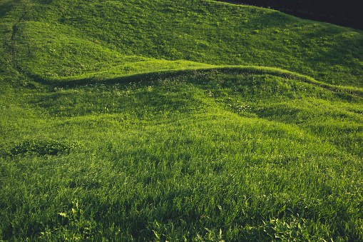 Abstract green hill with grass background for design, summer outdoor landscape