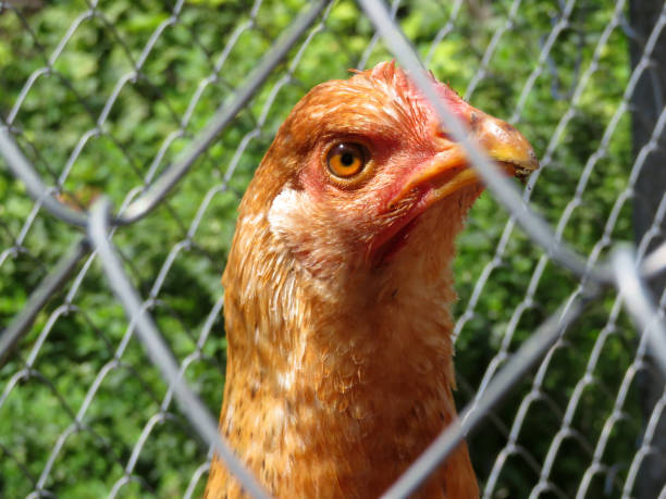 istock Portrait of curious chicken, view through the wire mesh 1030332686