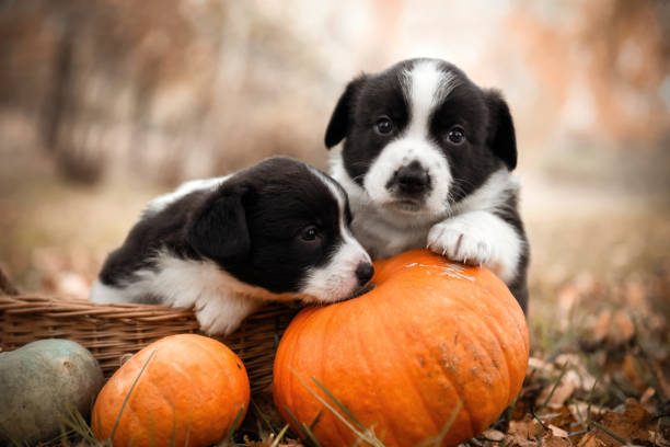 corgi puppies dogs with a pumpkin on an autumn background stock photo