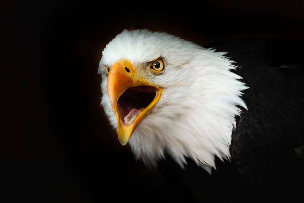 istock Bald eagle on the black wallpaper with open beak 1030334178