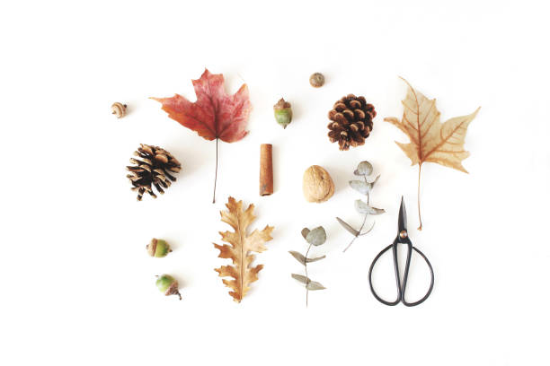istock Autumn botanical floral composition. Maple, oak and dry eucalyptus leaves pattern with pine cones, nuts and black vintage siccors on white table background. Styled stock photo. Flat lay, top view. 1030337874