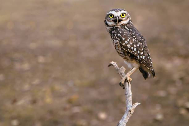 istock Front view from a burrowing owl in our habit 1030341294