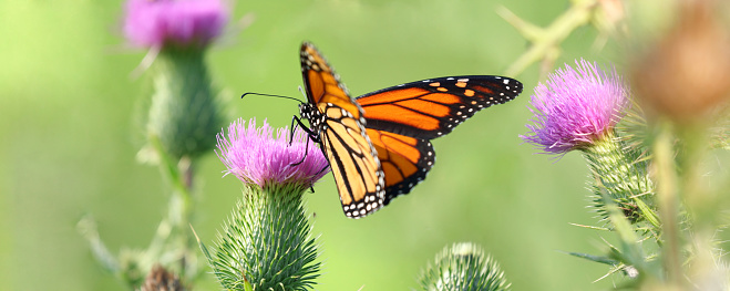 monarch butterfly in nature during summer