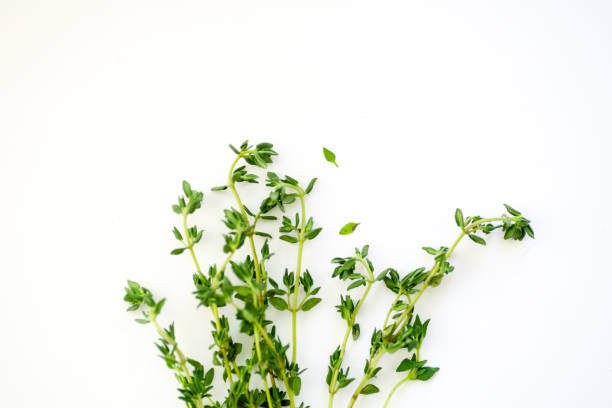 istock Bunch of fresh thyme on white background with copy space 1030344042
