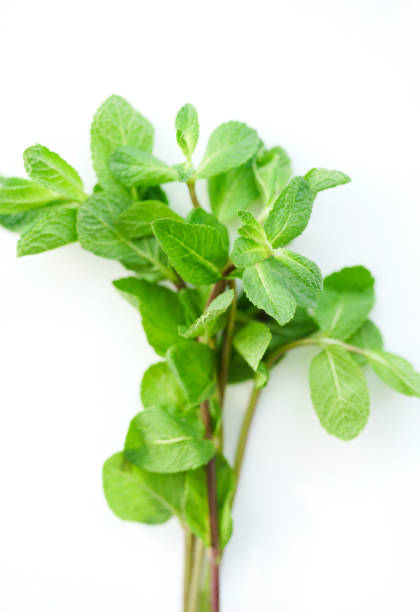 istock Close up of fresh mint leaves on white background. Selective focus 1030344052