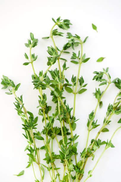 istock Macro image of bunch of fresh thyme on white background 1030344056