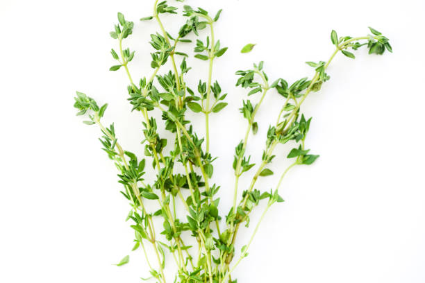 istock Macro image of bunch of fresh thyme on white background with copy space 1030344060